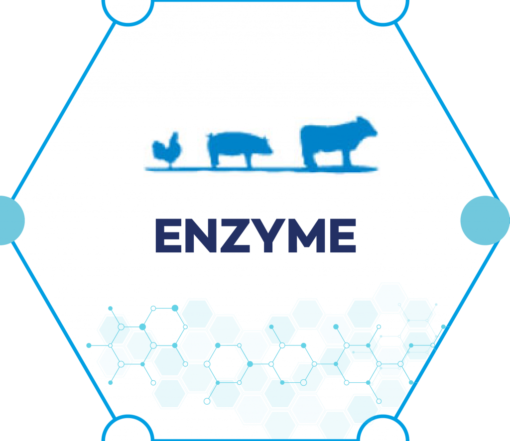 ENZYME