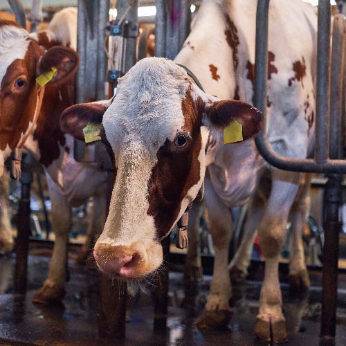 cow