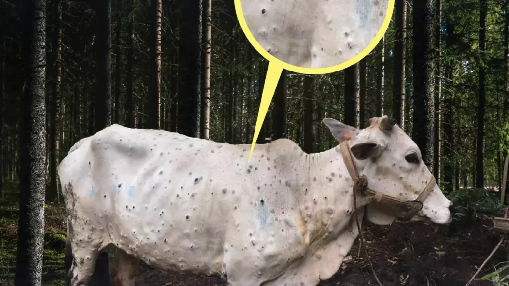 Peternakan sapi terserang Lumpy Skin Disease, Apakah mematikan-01_result