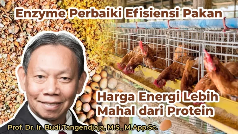 Strategi Meningkatkan Efisiensi Protein Pakan