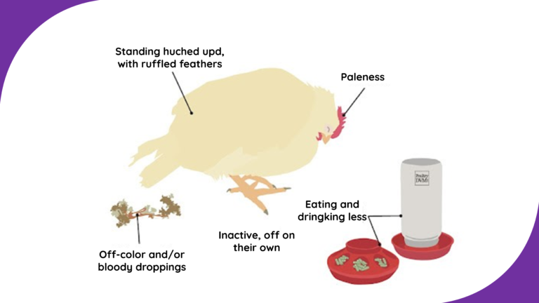 KOKSIDIOSIS : Ancaman Besar Dalam Pemeliharaan Unggas