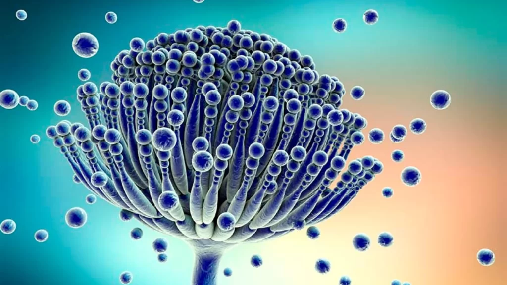 Mold & Mycotoxitosis 3_result